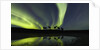 Horses under the Aurora Borealis by Anonymous