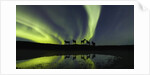 Horses under the Aurora Borealis by Anonymous