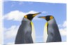 King Penguins by Anonymous