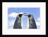 King Penguins by Anonymous