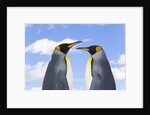 King Penguins by Anonymous