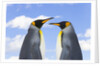 King Penguins by Anonymous