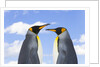 King Penguins by Anonymous