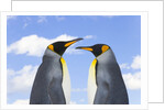 King Penguins by Anonymous