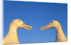 Wandering Albatrosses Courting by Anonymous