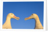 Wandering Albatrosses Courting by Anonymous