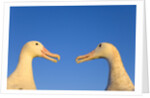 Wandering Albatrosses Courting by Anonymous