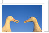 Wandering Albatrosses Courting by Anonymous
