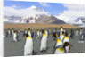 King penguins in coastal rookery along river, South Georgia Island by Anonymous
