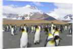 King penguins in coastal rookery along river, South Georgia Island by Anonymous