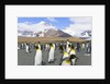 King penguins in coastal rookery along river, South Georgia Island by Anonymous