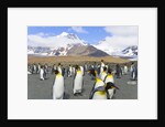 King penguins in coastal rookery along river, South Georgia Island by Anonymous