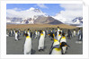 King penguins in coastal rookery along river, South Georgia Island by Anonymous