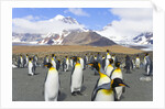 King penguins in coastal rookery along river, South Georgia Island by Anonymous