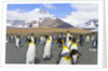 King penguins in coastal rookery along river, South Georgia Island by Anonymous