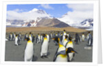 King penguins in coastal rookery along river, South Georgia Island by Anonymous