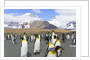 King penguins in coastal rookery along river, South Georgia Island by Anonymous