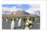 King penguins in coastal rookery along river, South Georgia Island by Anonymous