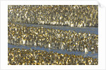 King Penguins in Coastal Rookery by Anonymous