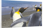 King Penguins Fighting by Anonymous