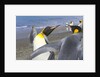 King Penguins Fighting by Anonymous