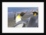 King Penguins Fighting by Anonymous