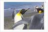 King Penguins Fighting by Anonymous