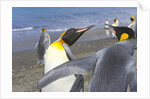 King Penguins Fighting by Anonymous