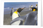King Penguins Fighting by Anonymous