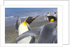 King Penguins Fighting by Anonymous