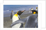King Penguins Fighting by Anonymous