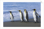King Penguins Waking Together on Beach by Anonymous