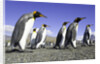 King Penguins on Beach by Anonymous
