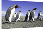 King Penguins on Beach by Anonymous