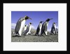 King Penguins on Beach by Anonymous