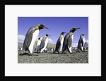 King Penguins on Beach by Anonymous