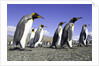 King Penguins on Beach by Anonymous