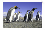 King Penguins on Beach by Anonymous