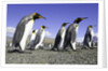 King Penguins on Beach by Anonymous