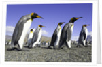 King Penguins on Beach by Anonymous