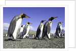 King Penguins on Beach by Anonymous