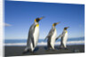 King Penguins Walking on Beach by Anonymous