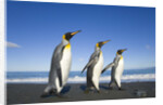 King Penguins Walking on Beach by Anonymous