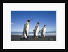 King Penguins Walking on Beach by Anonymous
