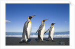 King Penguins Walking on Beach by Anonymous