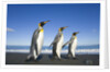 King Penguins Walking on Beach by Anonymous