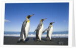 King Penguins Walking on Beach by Anonymous
