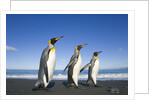 King Penguins Walking on Beach by Anonymous