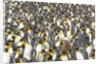 Big Molting Chick in King Penguin Rookery by Anonymous