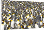 Big Molting Chick in King Penguin Rookery by Anonymous